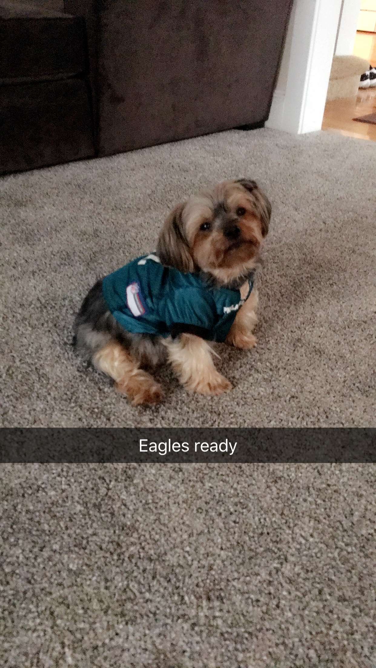 An Eagles-Patriots point spread just went up in New Jersey: Dig out the dog  masks