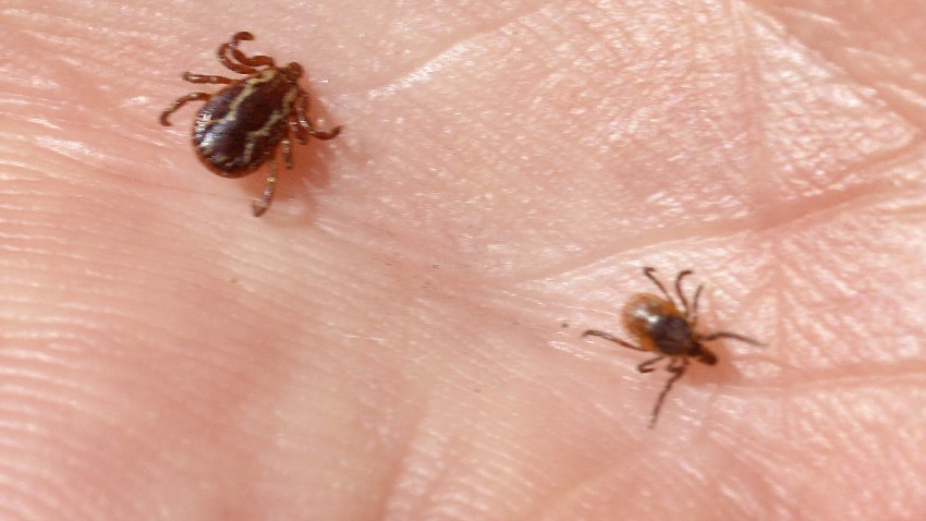 20180507Ticks_4.jpg