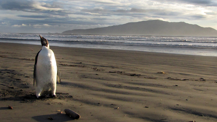 New Zealand Emperor Penguin