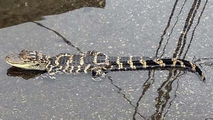 Philly Man Finds Alligator Near Sewer – NBC10 Philadelphia