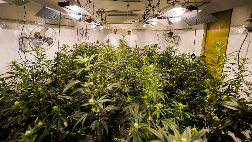 APTOPIX Uruguay Marijuana Clubs Photo Gallery