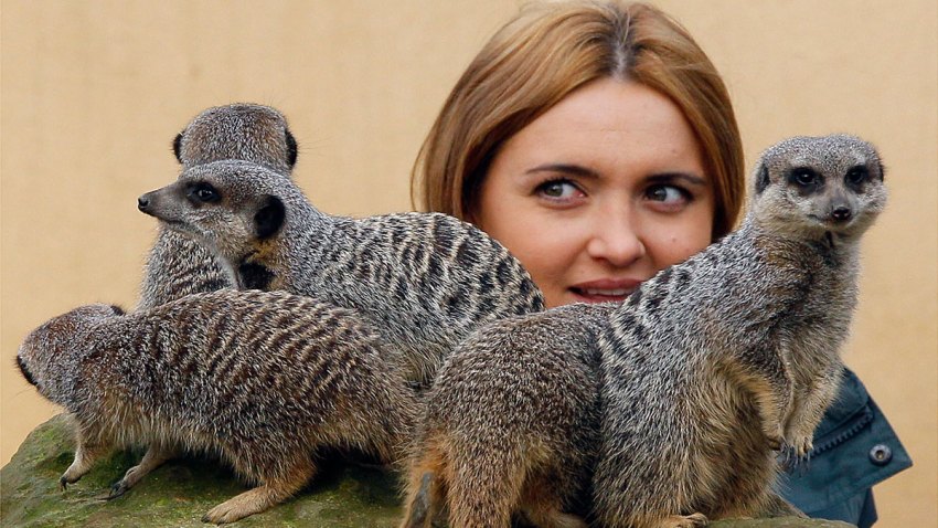 Britain London Zoo Count
