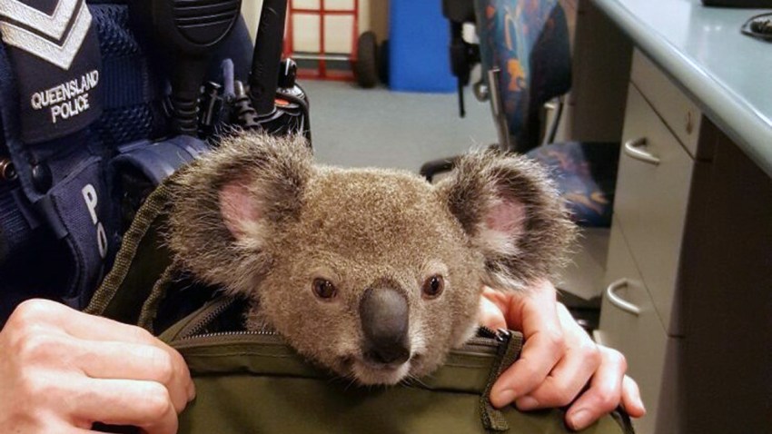 Australia Koala