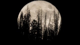 Evergreen trees are silhouetted on the mountain top as a supermoon rises over over the Dark Sky Community of Summit Sky Ranch