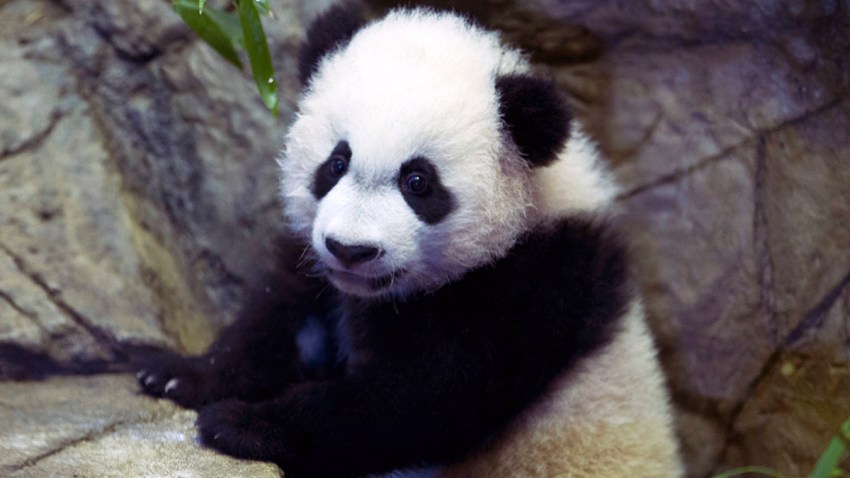 Panda-Surgery