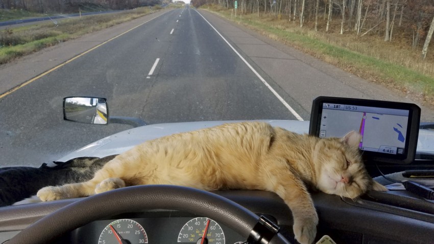 ODD Stowaway Cat Semi