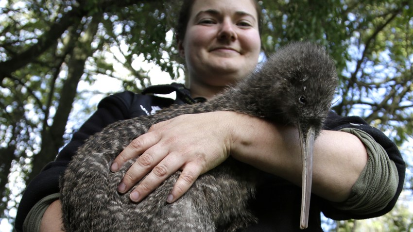 New Zealand Predator Free