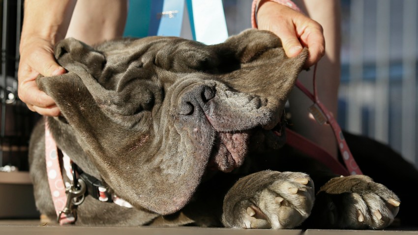 World's Ugliest Dog