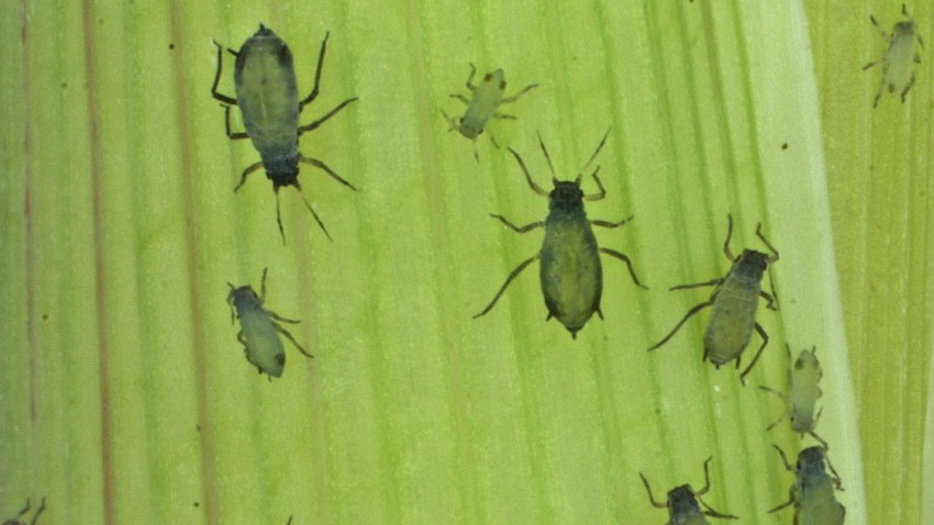 Insects Biowarfare