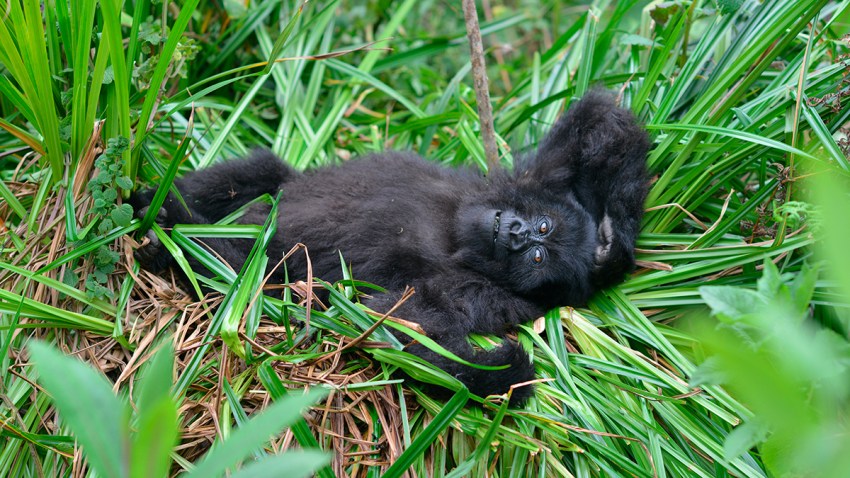 Mountain Gorilla Rebound