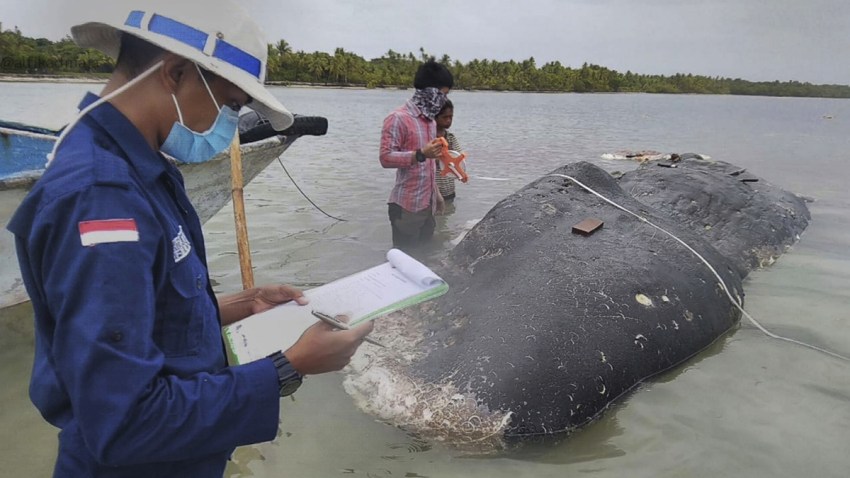 Indonesia Beached Whale