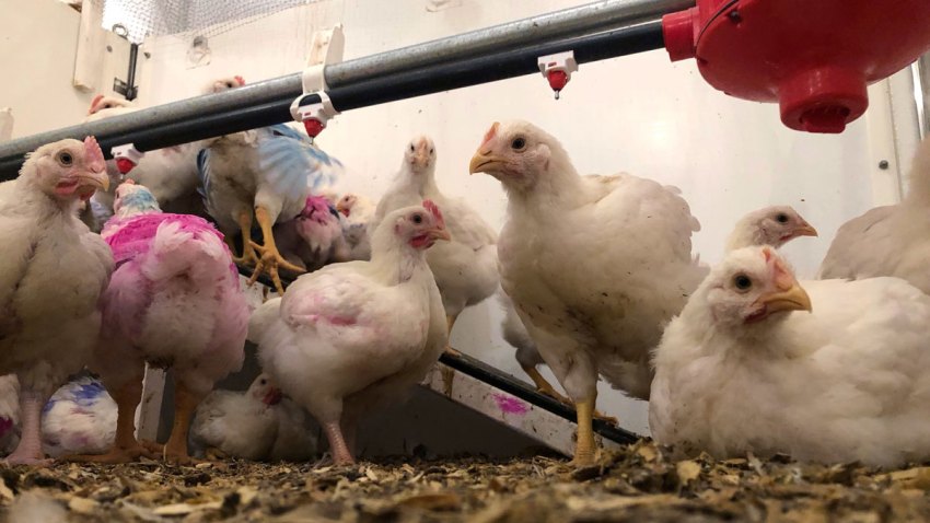 Chicken Happiness