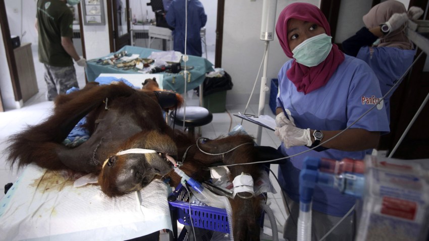 CORRECTION APTOPIX Indonesia Orangutan