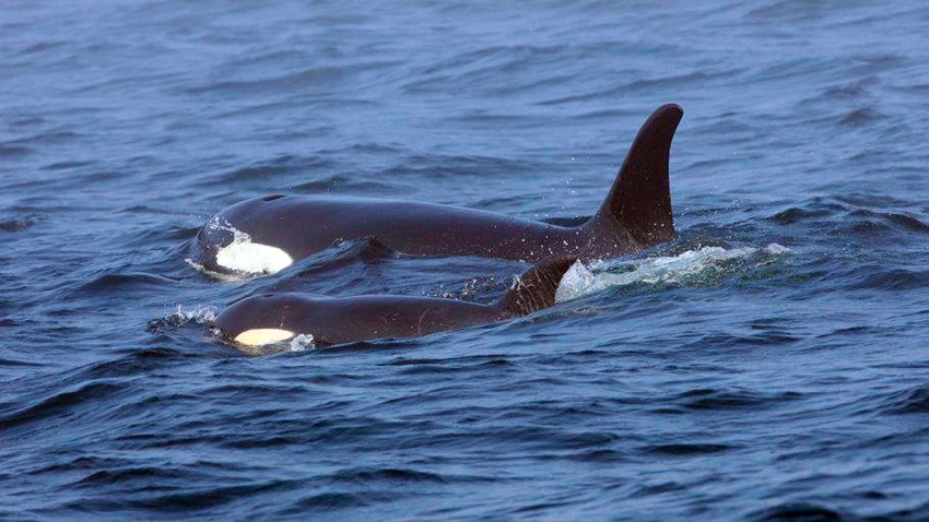 Sick Endangered Orca