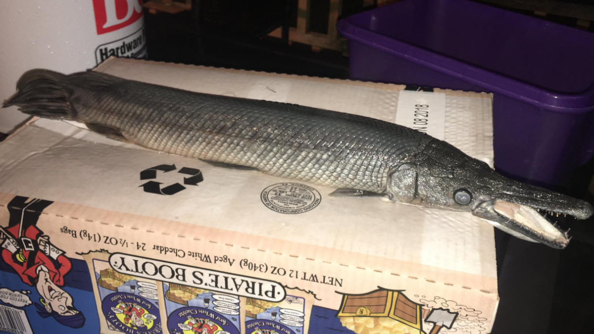 Rare Alligator Gar Fish Found in Delco Pond