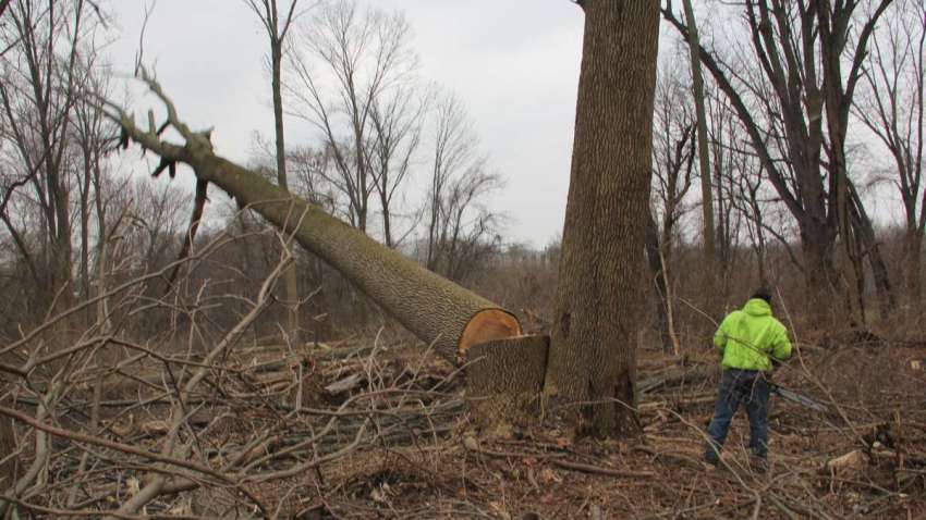 Ash Tree Cobbs Creek