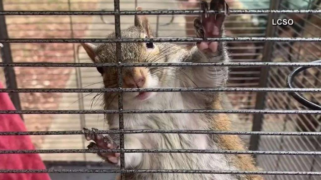 Man's Trial for Keeping Meth-Fueled 'Attack Squirrel' Delayed - Vimarsana News
