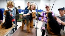 2018 National Dog Show