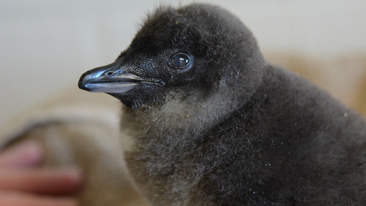 New Jersey’s Adventure Aquarium Announces 1st-Ever Baby Blue Penguin ...