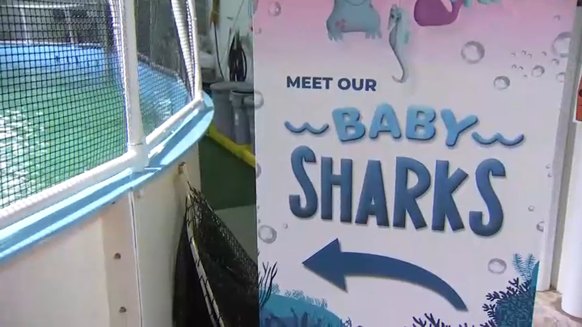 baby sharks jersey