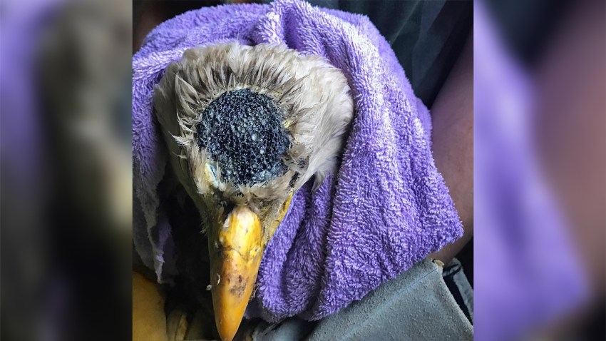 Bald_Bald_Eagle