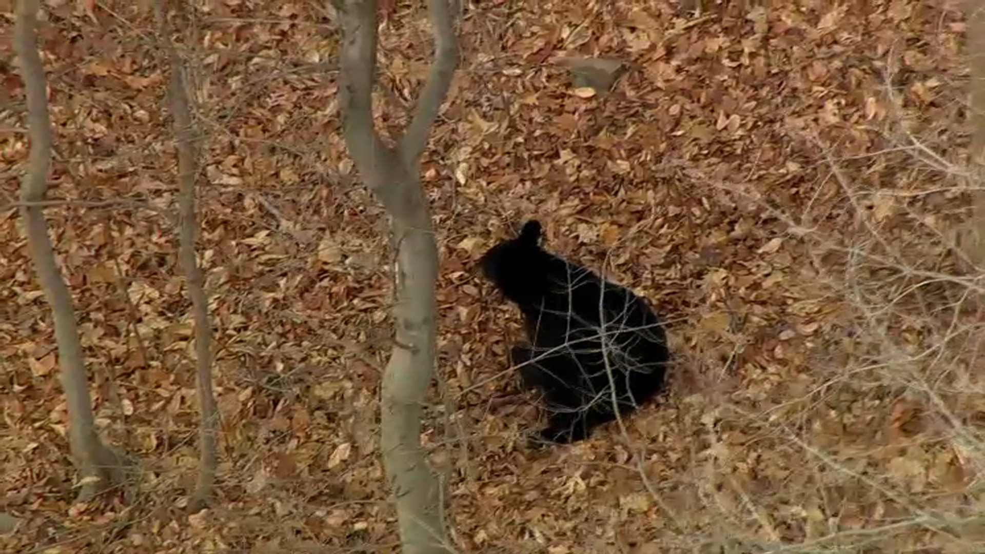 Black Bear Runs Through Wilmington Yards, Successfully Escapes
Would-Be Human Captors