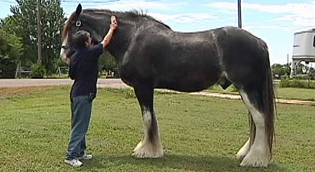 Big-Horse