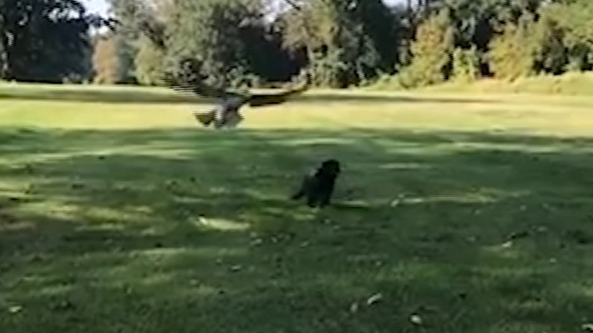 Caught On Cam Bird Of Prey Nearly Snatches Up Tiny Dog In