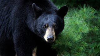 a black bear