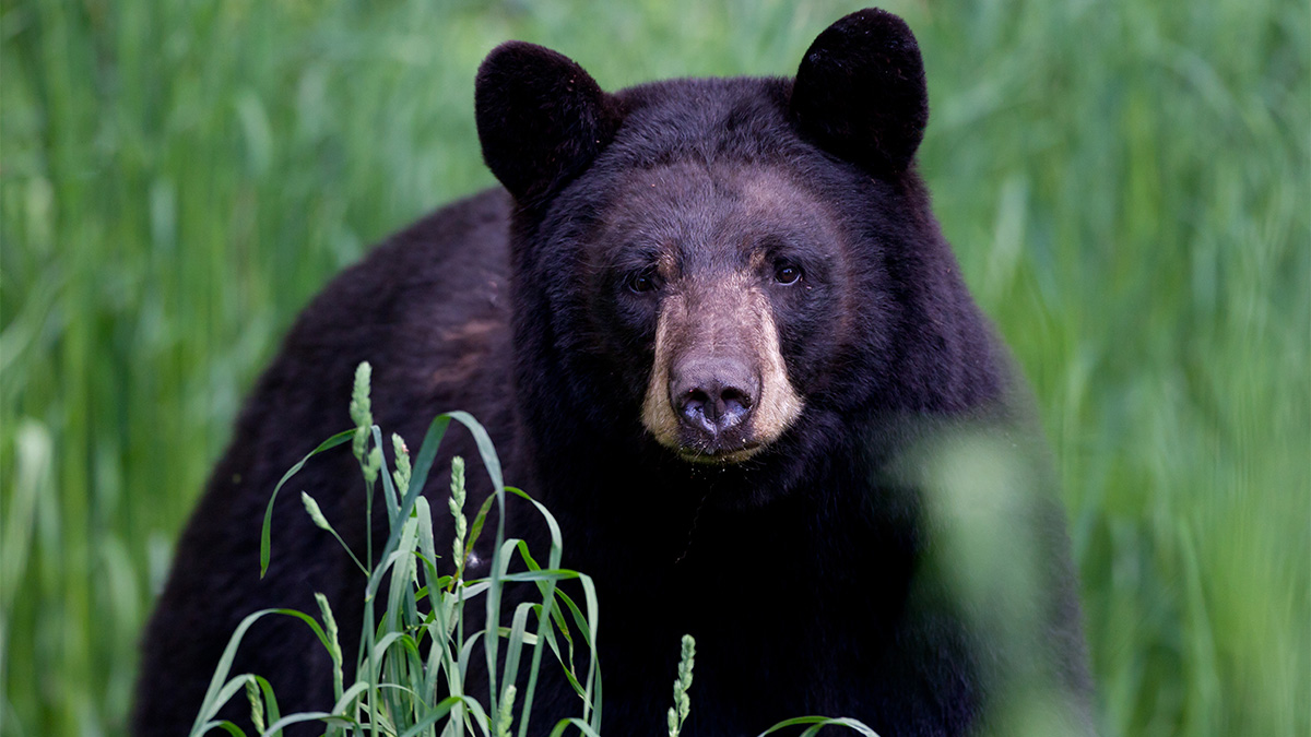 Protect New Jersey's Black Bears! - Project Coyote