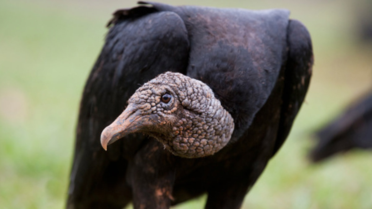 Experts Black Vultures on the Rise at the Jersey Shore NBC10 Philadelphia