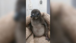 Baby Blue Penguin