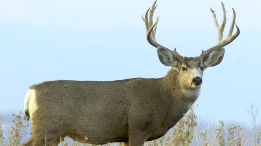 Buck Deer Generic
