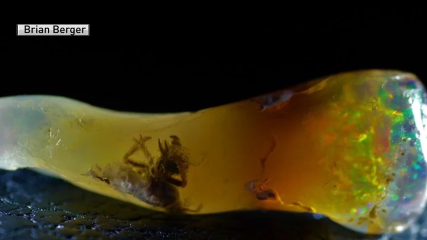 Bug in Opal