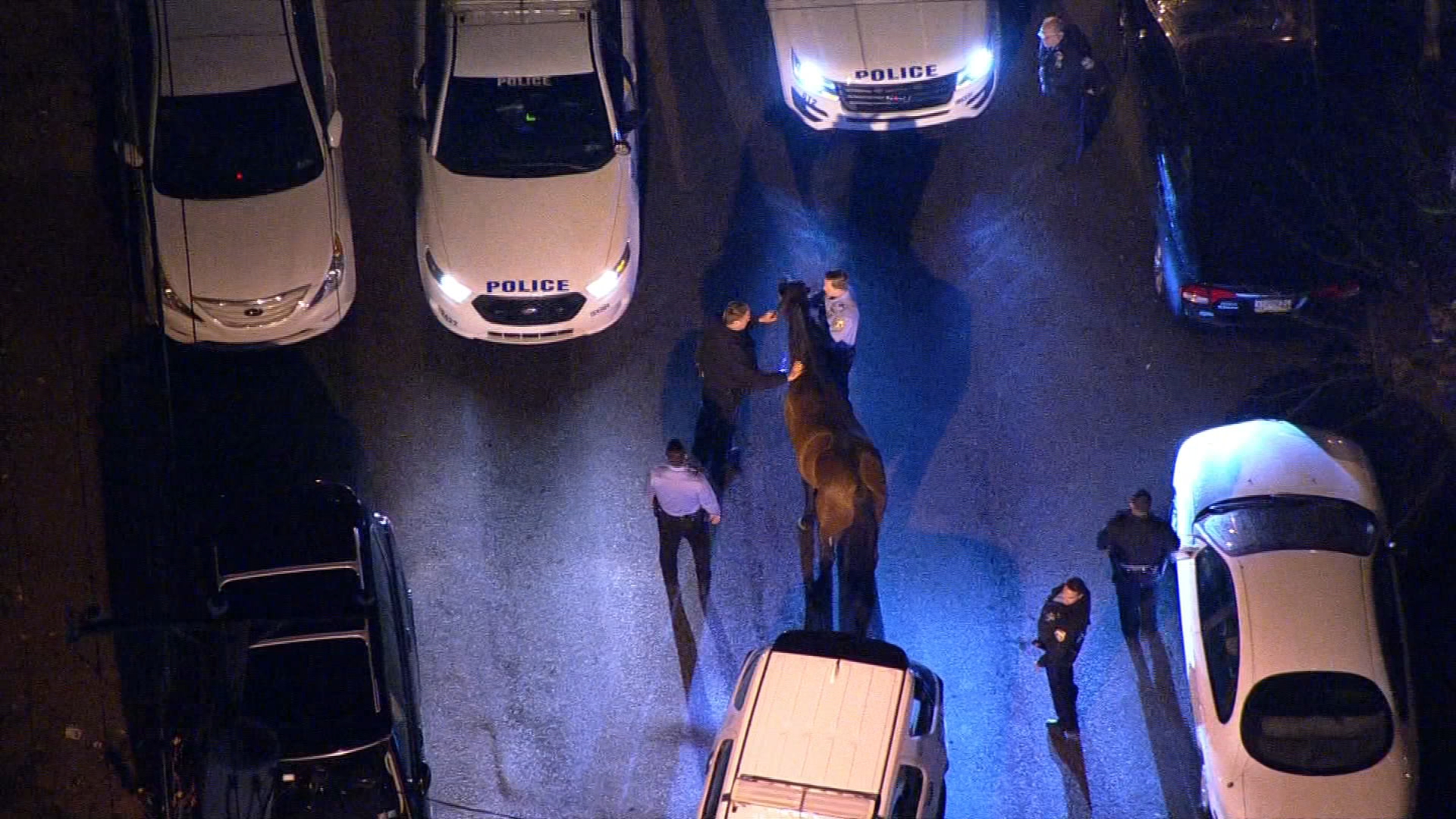 WATCH: Philly Police Capture, Comfort Horse Galloping Through Philly