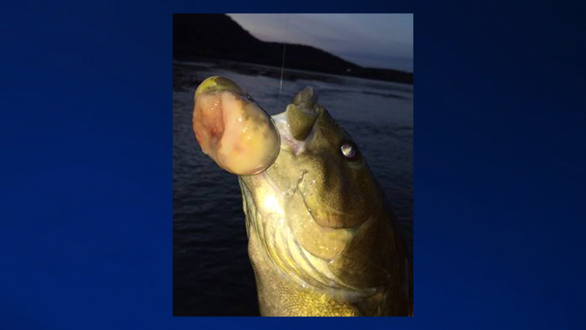 Cancer Turns Up in Smallmouth Bass Caught in Pennsylvania River – NBC10 ...