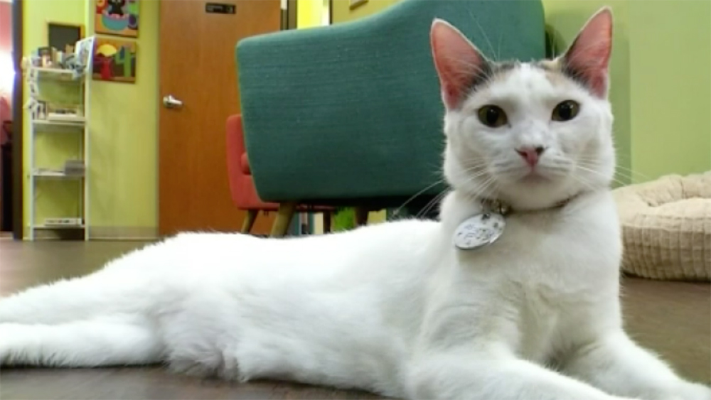 Cat Caf s New Purrfect Paradises for At Risk Shelter Cats Cat Caf s New Purrfect Paradises for At Risk Shelter Cats