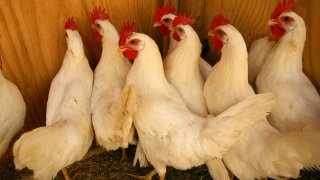 Chicken Poultry Birds Fowl Generic