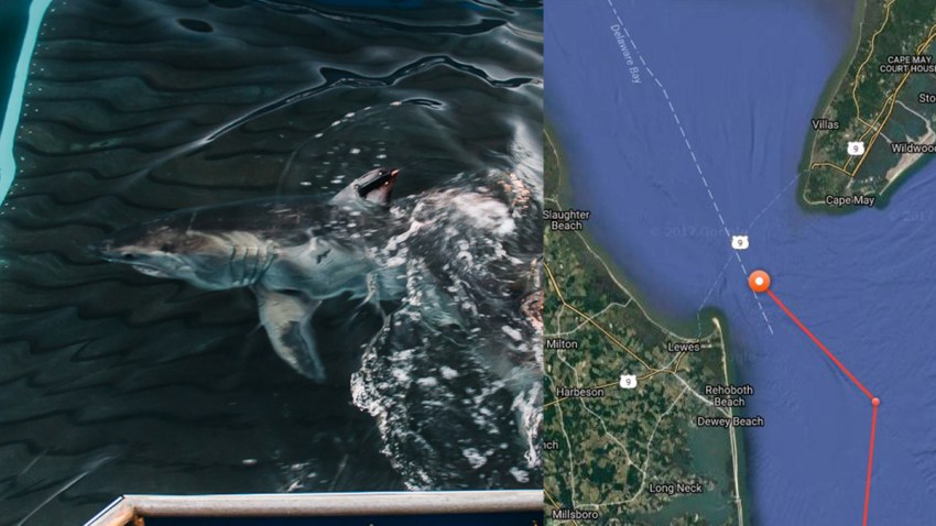 Cisco Shark Cape May Delaware Bay