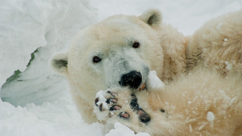 Coldilocks Polar Bear Philly Zoo