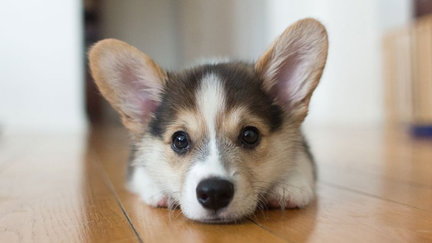 Corgi Dog Puppy Generic Stock