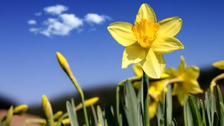 DAFFODILDAYSPREORDER1
