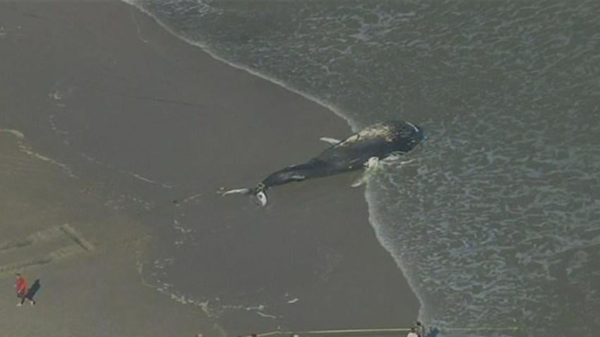 Dead-Humpback-Whale