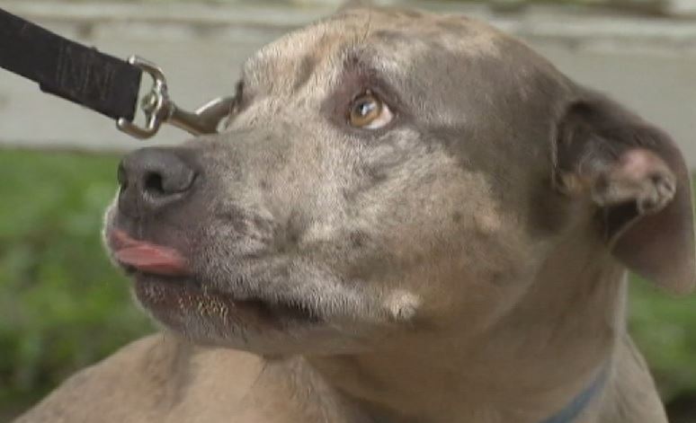 Deputy Dog