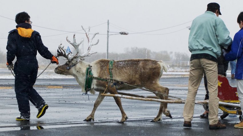 Dominos Reindeer Delivery