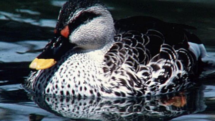 Duck Generic