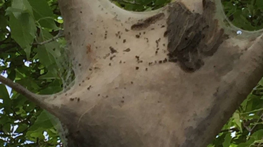 Eastern Tent Caterpillar