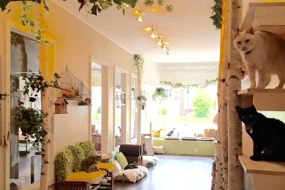 Cat Caf s New Purrfect Paradises for At Risk Shelter Cats Cat Caf s New Purrfect Paradises for At Risk Shelter Cats