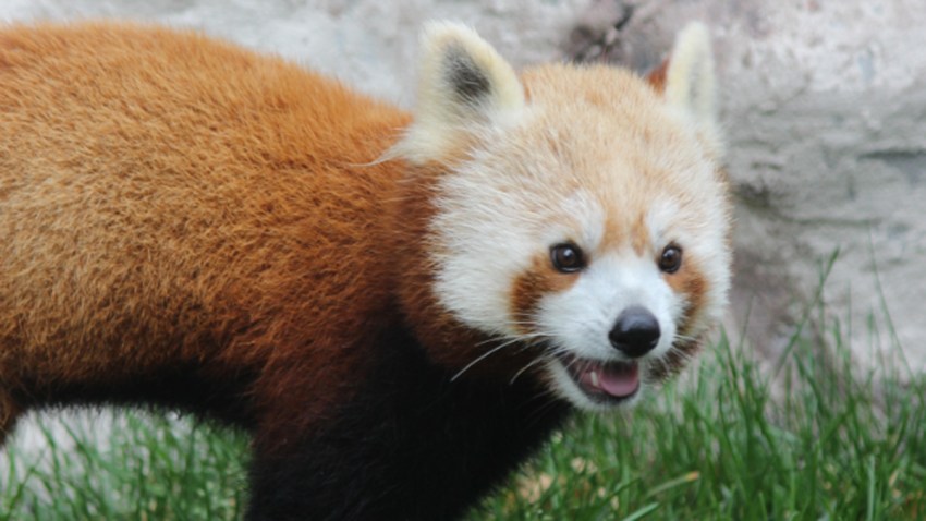 Elmwood Park Zoo Red Panda