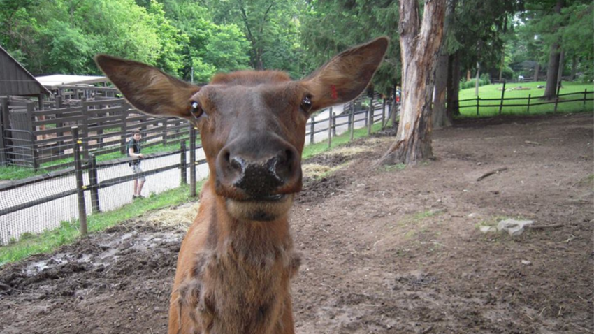 Elmwood Zoo Deaths